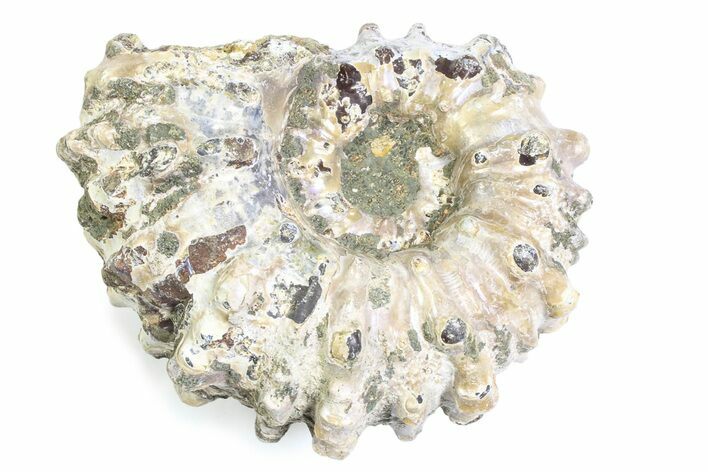 Bumpy Ammonite (Douvilleiceras) Fossil - Madagascar #361201